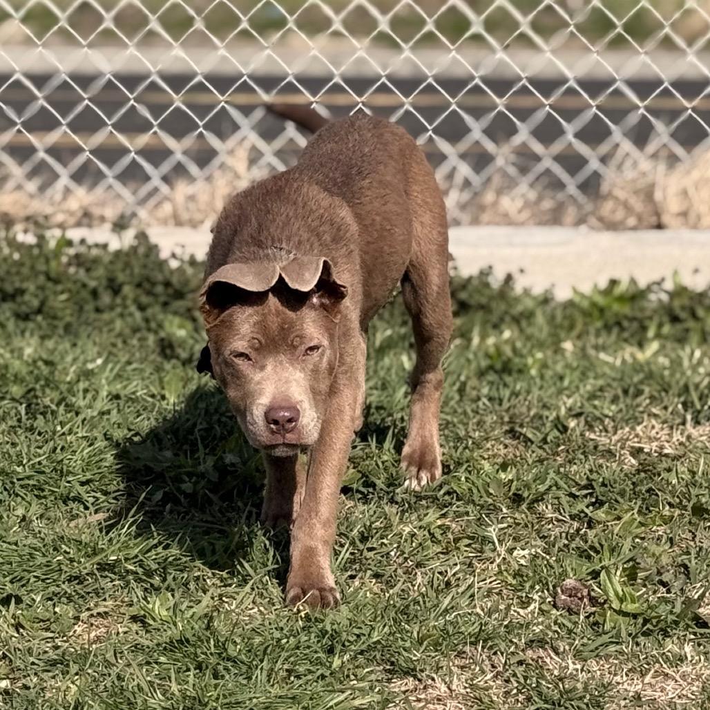 Enlarge Creme Brulee, a Adoptable Pit Bull Terrier in West Richland, WA image 5/6