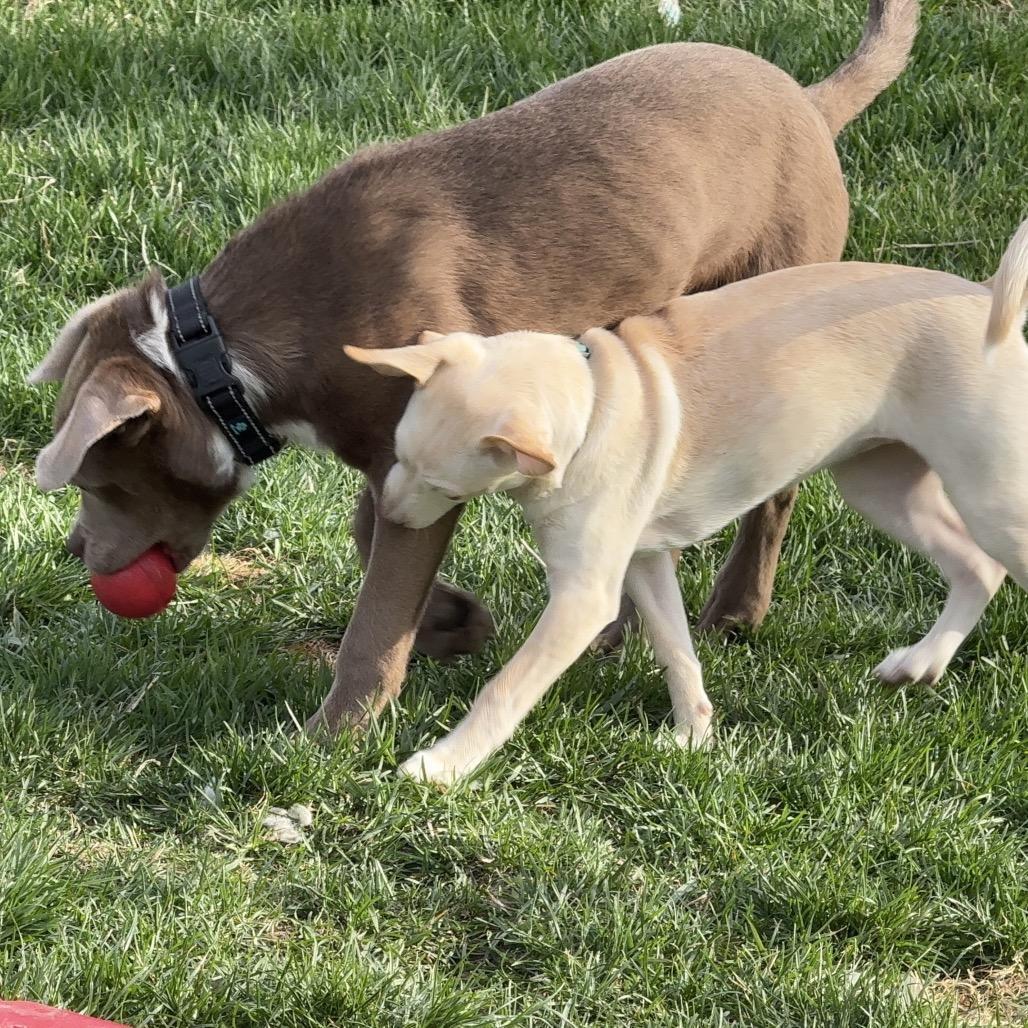 Enlarge Creme Brulee, a Adoptable Pit Bull Terrier in West Richland, WA image 6/6