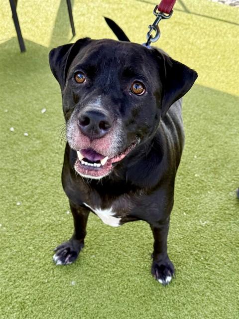 Enlarge REESE, a Adoptable mixed breed in Naples, FL image 1/1