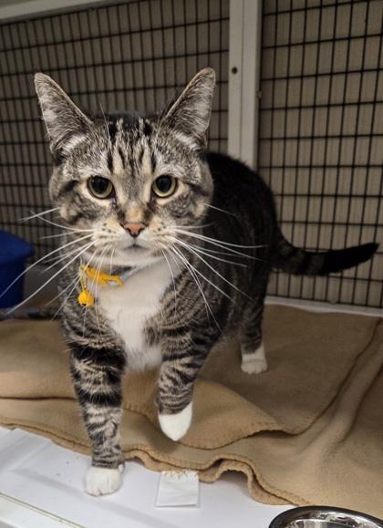 Toffee, ADOPTABLE, Adult Female Domestic Short Hair.