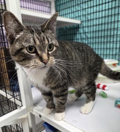 Toffee, a ADOPTABLE Domestic Short Hair in Neenah, WI image 2/2
