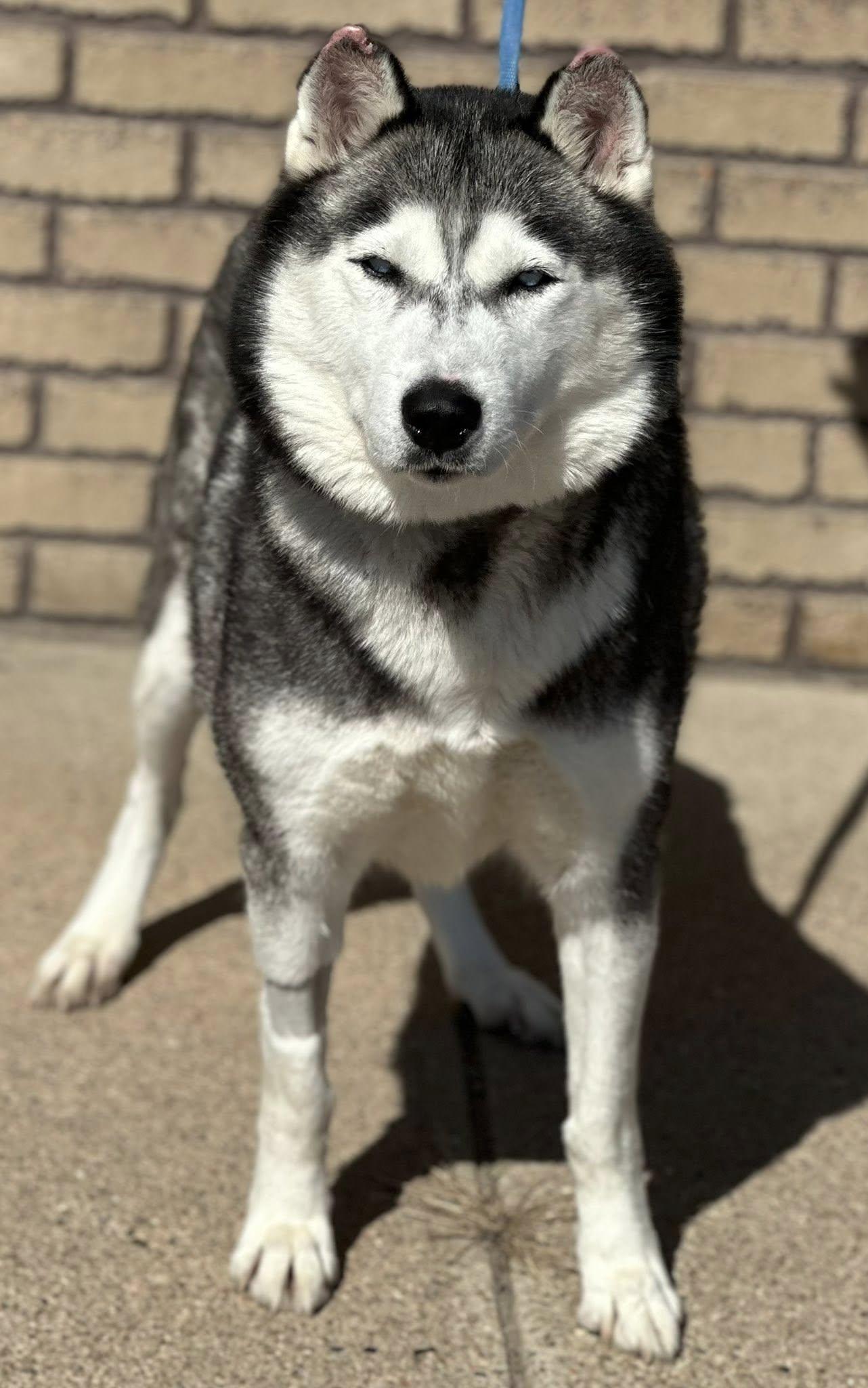 Isla, Adoptable, Adult Female Siberian Husky.