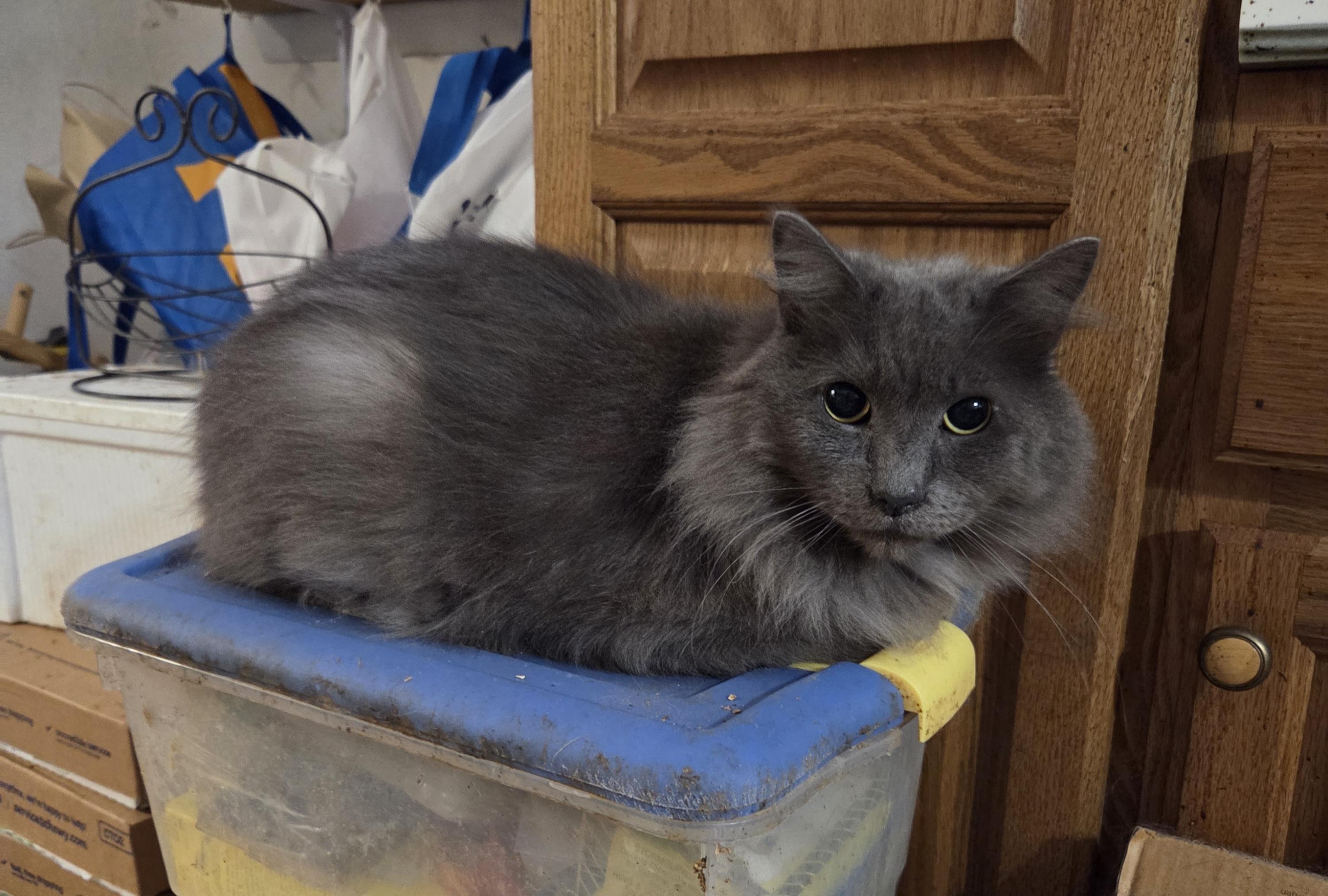 Dust Bunny, Adoptable, Adult Male Domestic Long Hair.