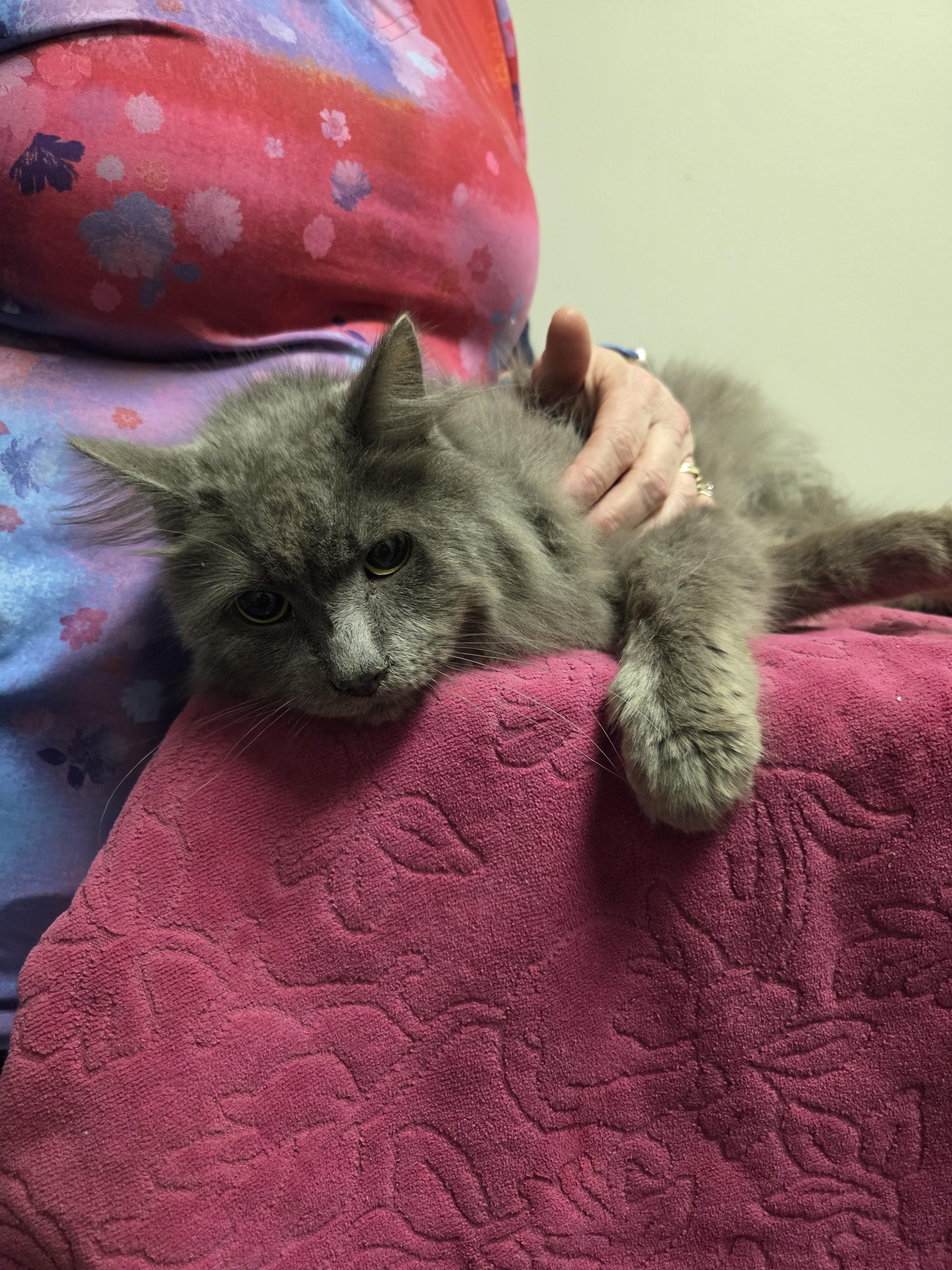 Dust Bunny, a Adoptable Domestic Long Hair in Fairfax, VA image 2/2