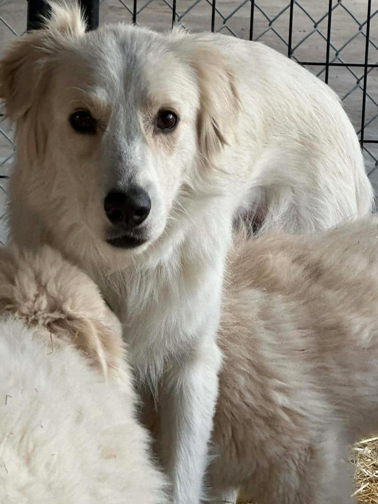 Enlarge Mae Mae, a Adoptable mixed breed in Cortez, CO image 1/1