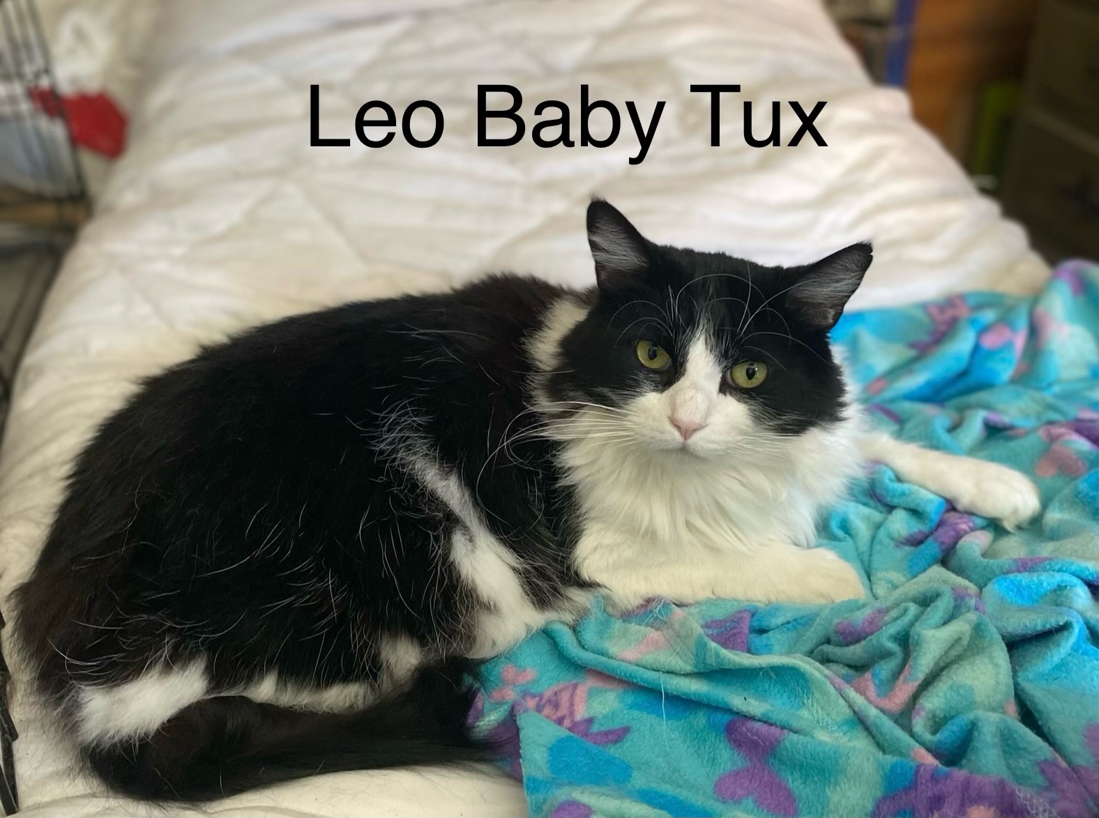 Enlarge Leo Baby Tux, a Adopted Tuxedo in Long Beach, CA image 1/1