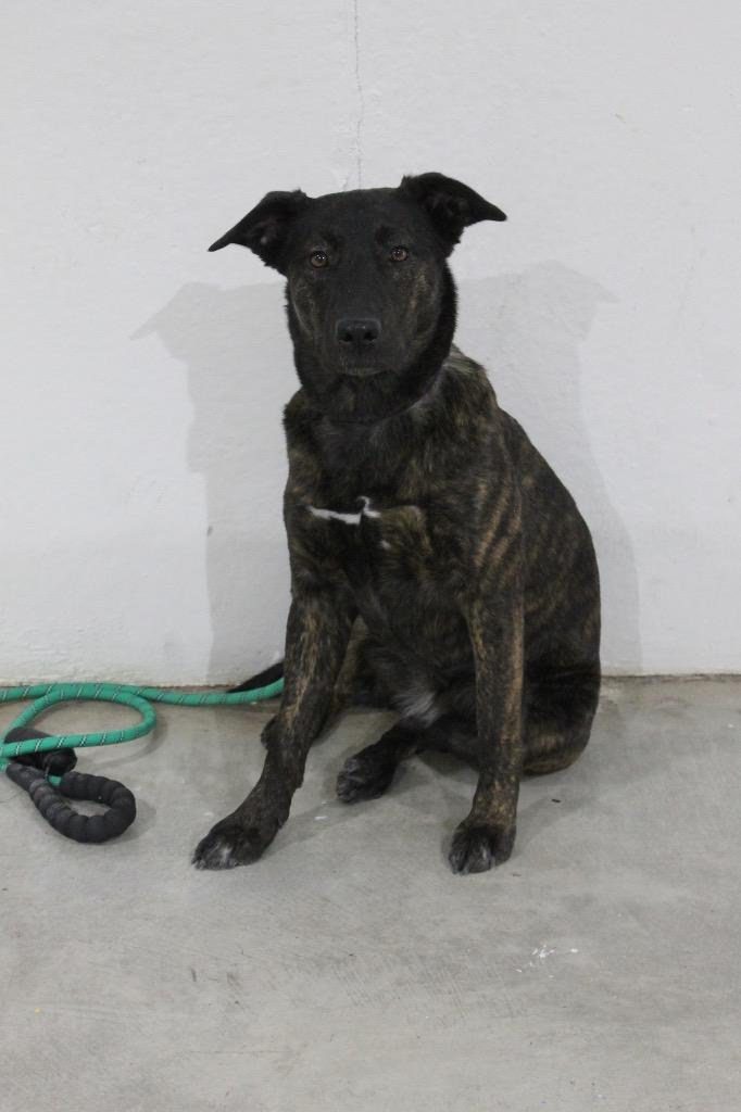 Jessie, Adoptable, Adult Female Dutch Shepherd & Mixed Breed.
