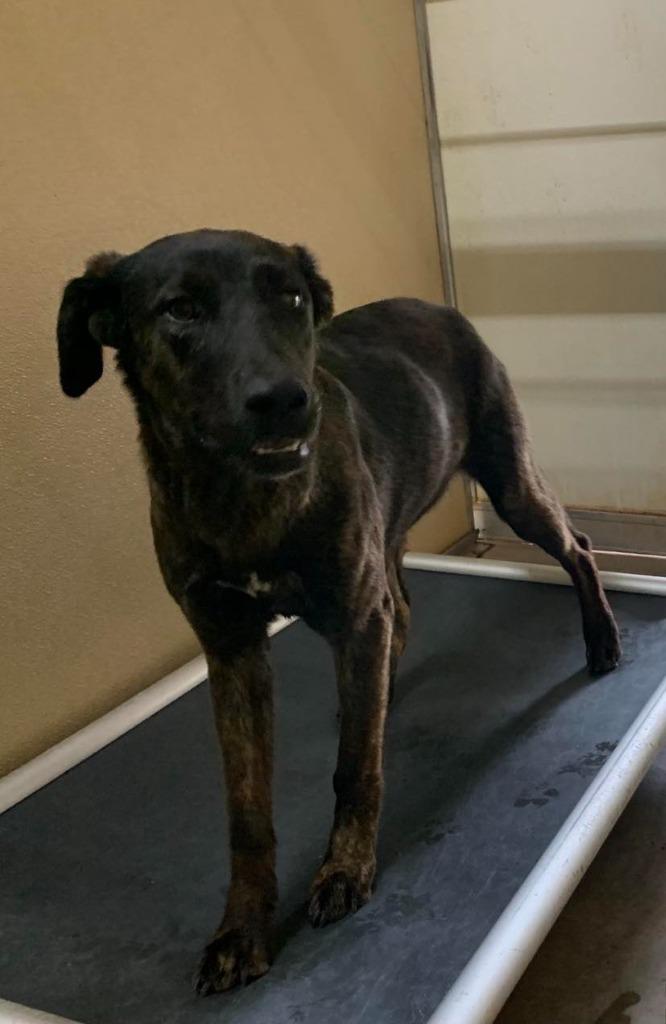 Enlarge Jessie, a Adoptable mixed breed in Tucumcari, NM image 1/1