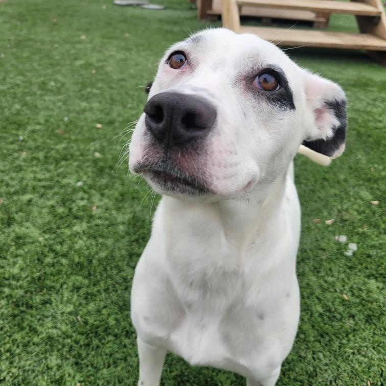Riley, an adopted mixed breed in Spencer, IA image 3/3