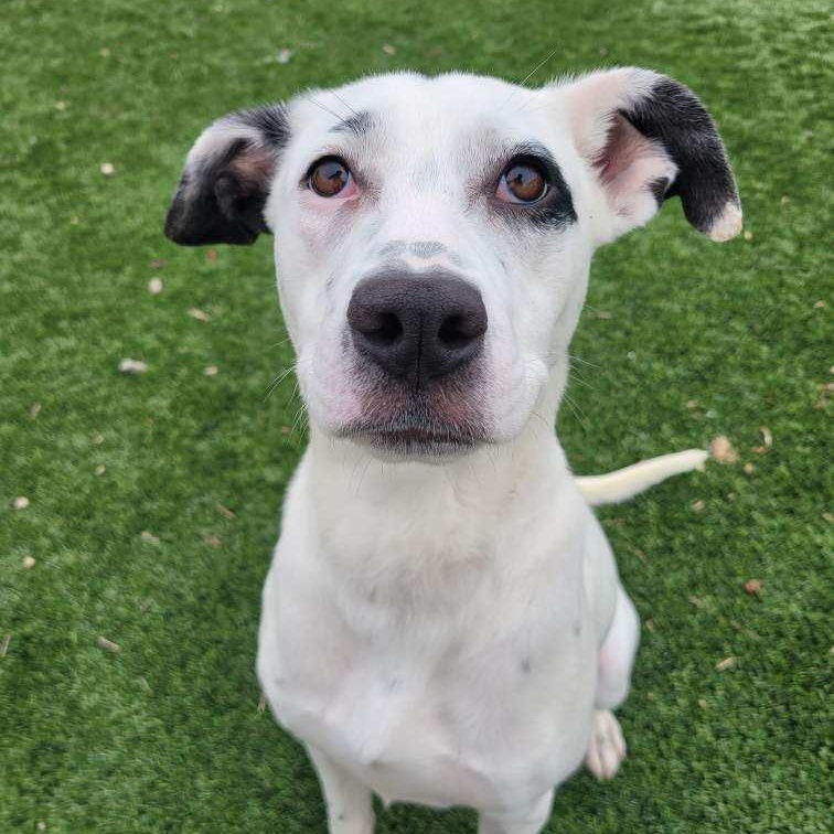 Riley, adopted, Puppy Female Mixed Breed.