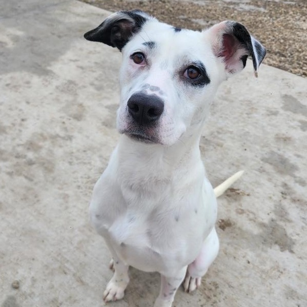 Riley, an adopted mixed breed in Spencer, IA image 2/3