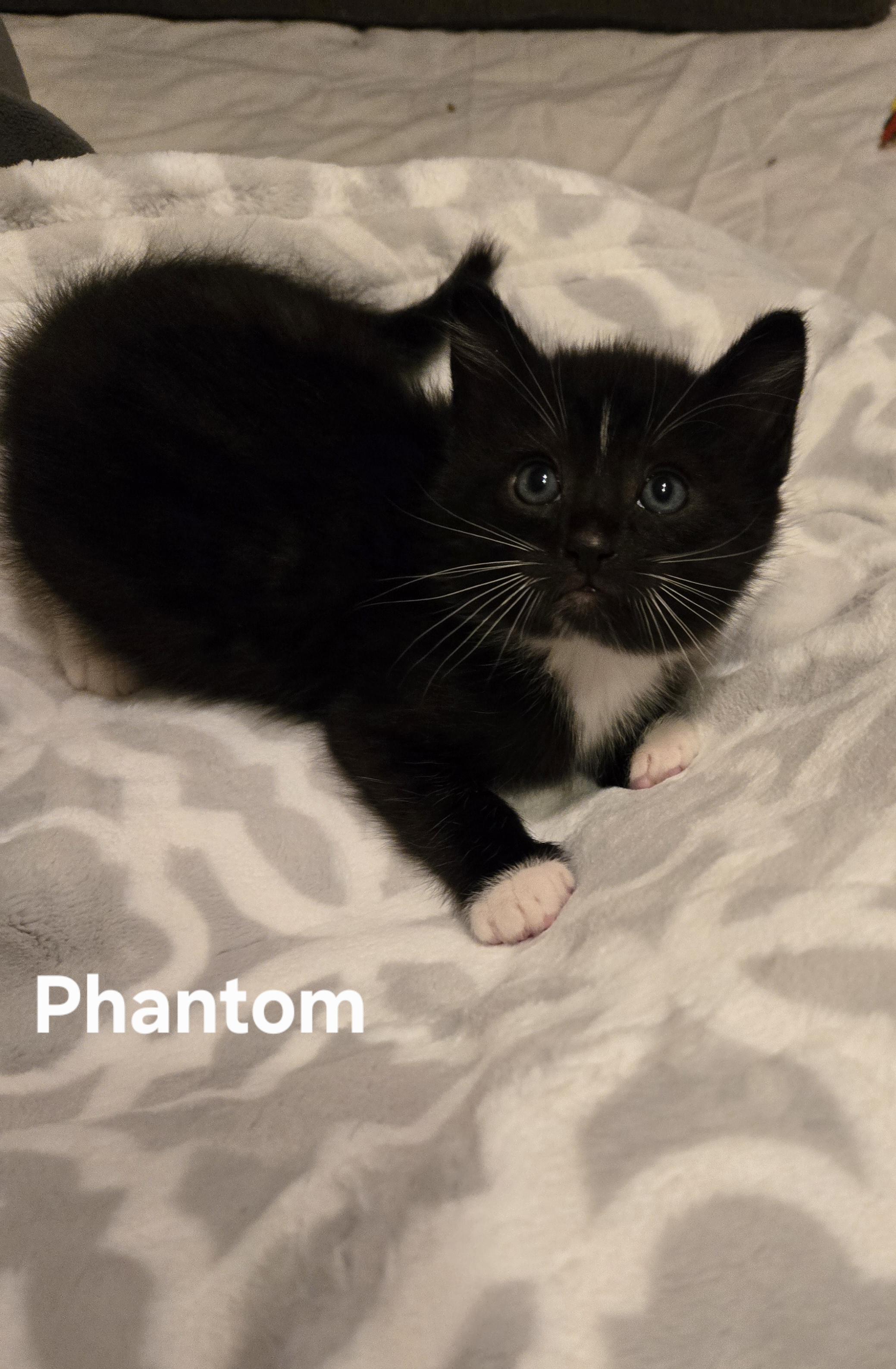 Phantom, Adoptable, Kitten Male Domestic Short Hair.
