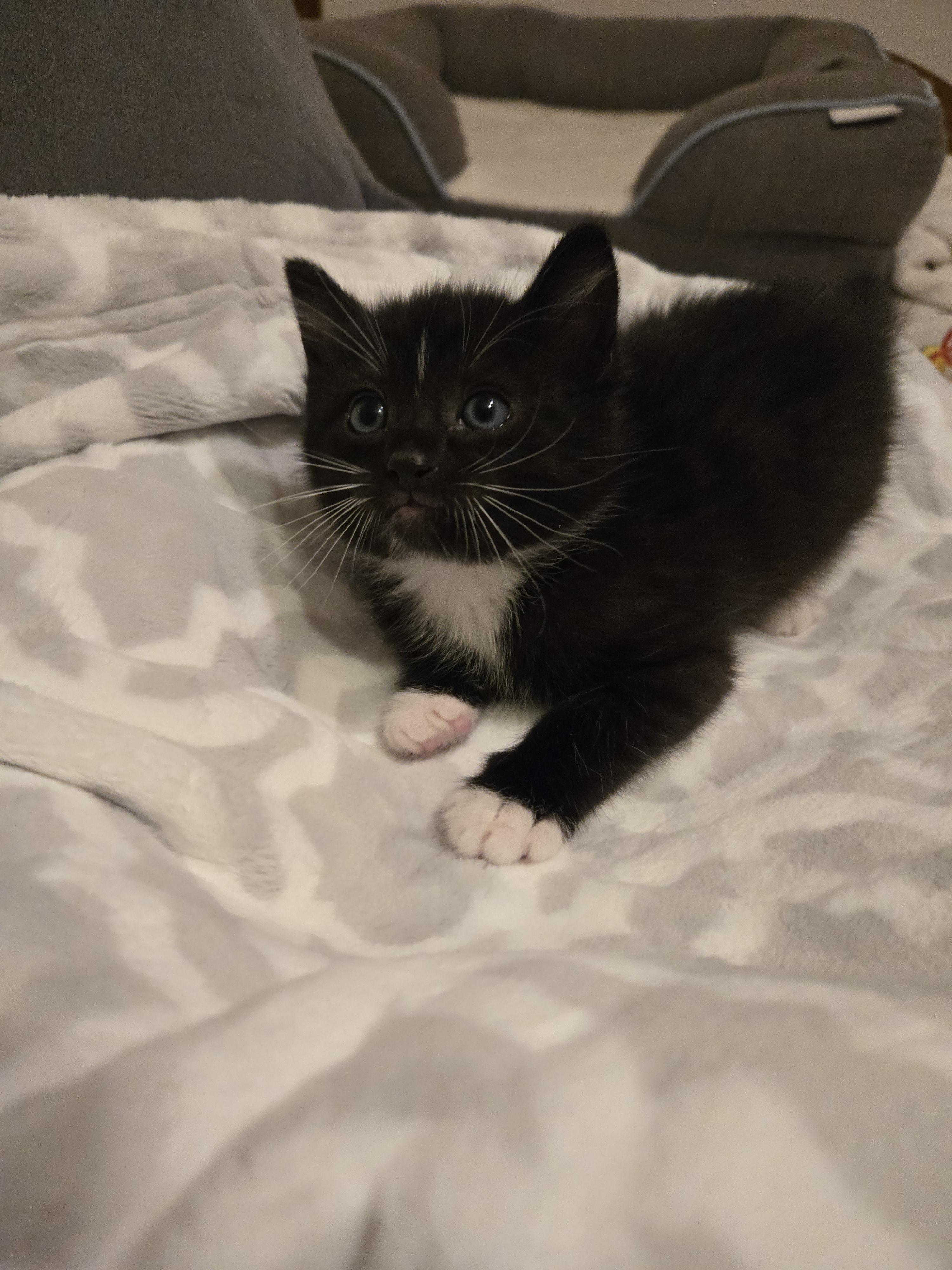 Phantom, a Adoptable Domestic Short Hair in Bethel Park, PA image 2/2