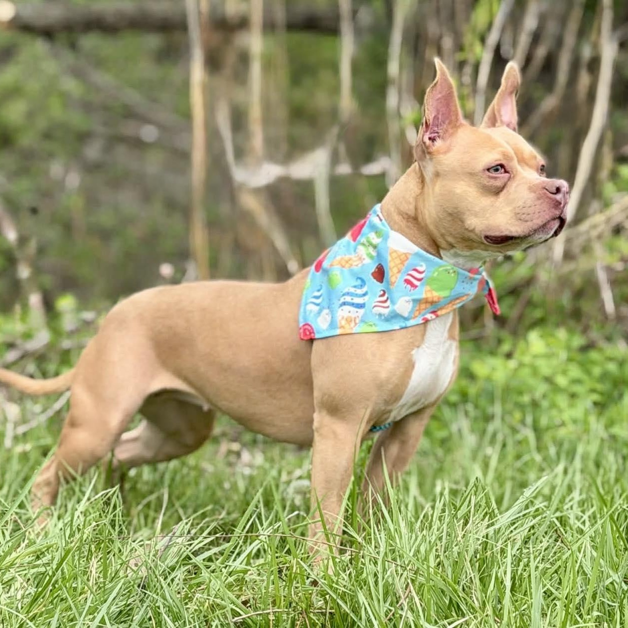 Enlarge Meesha, a Adoptable Pit Bull Terrier in Effingham, IL image 2/6