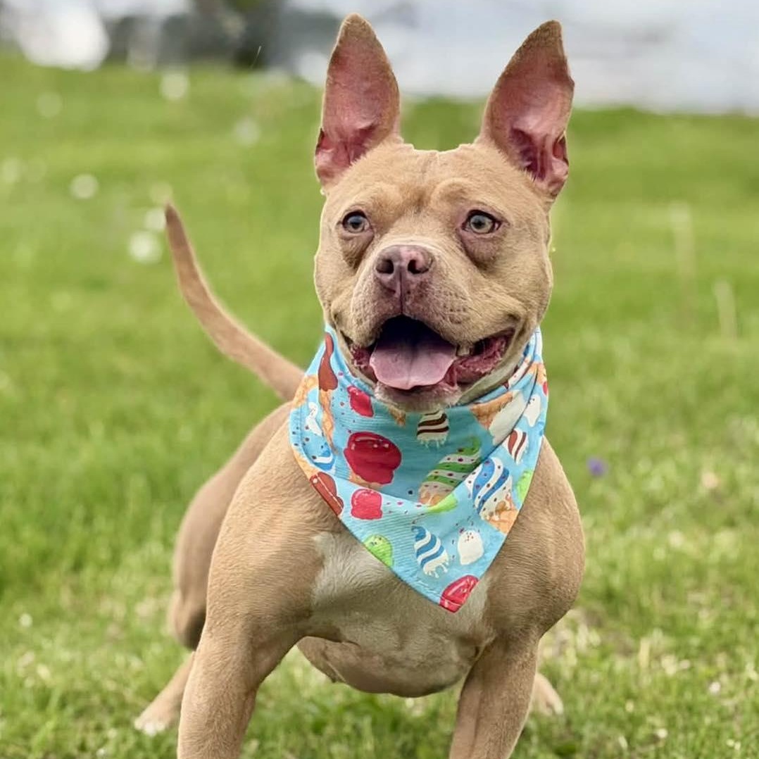 Enlarge Meesha, a Adoptable Pit Bull Terrier in Effingham, IL image 1/6