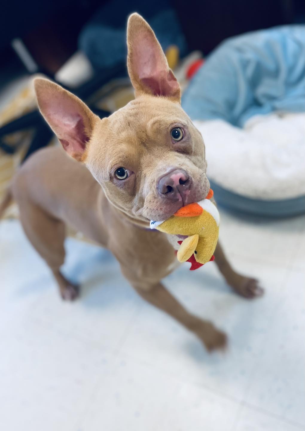 Meesha, a Adoptable Pit Bull Terrier in Effingham, IL image 5/6
