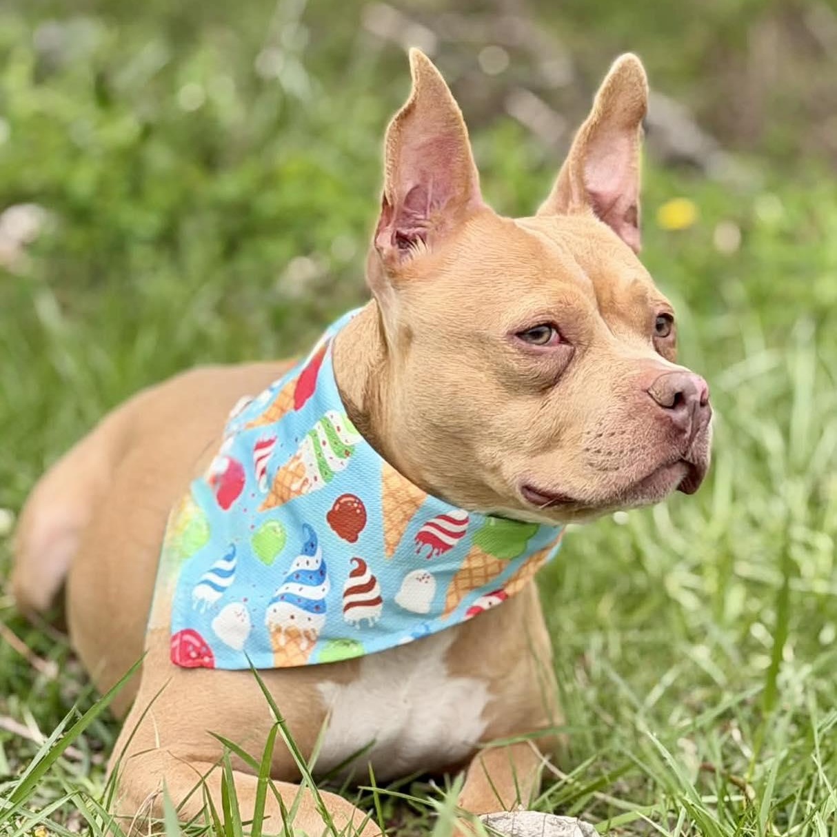 Enlarge Meesha, a Adoptable Pit Bull Terrier in Effingham, IL image 3/6