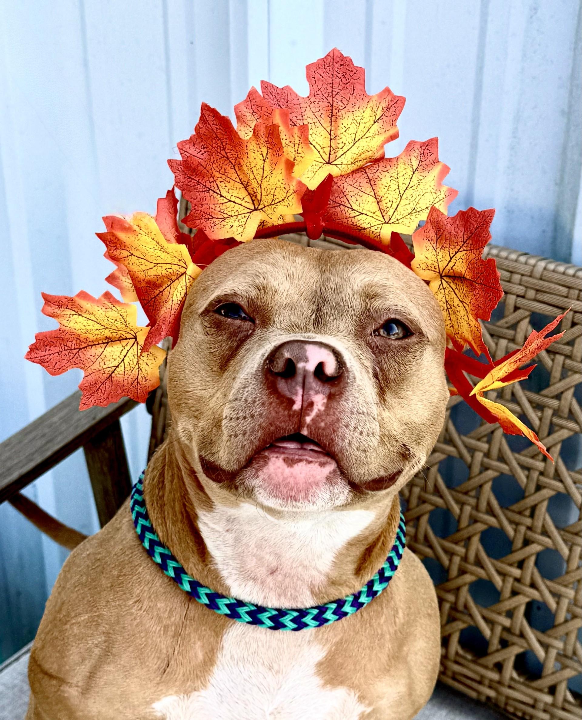 Meesha, a Adoptable Pit Bull Terrier in Effingham, IL image 1/6