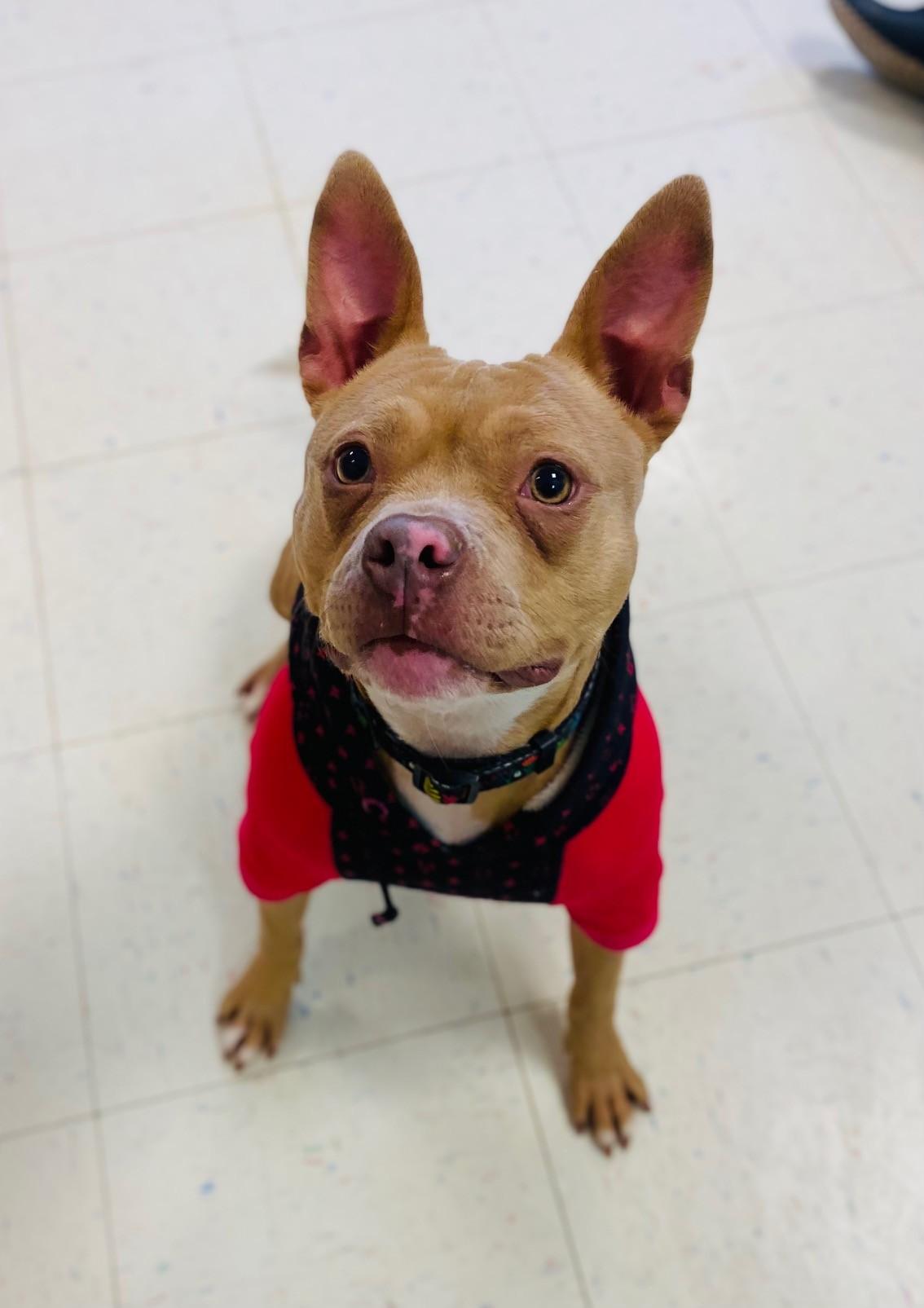 Enlarge Meesha, a Adoptable Pit Bull Terrier in Effingham, IL image 1/5