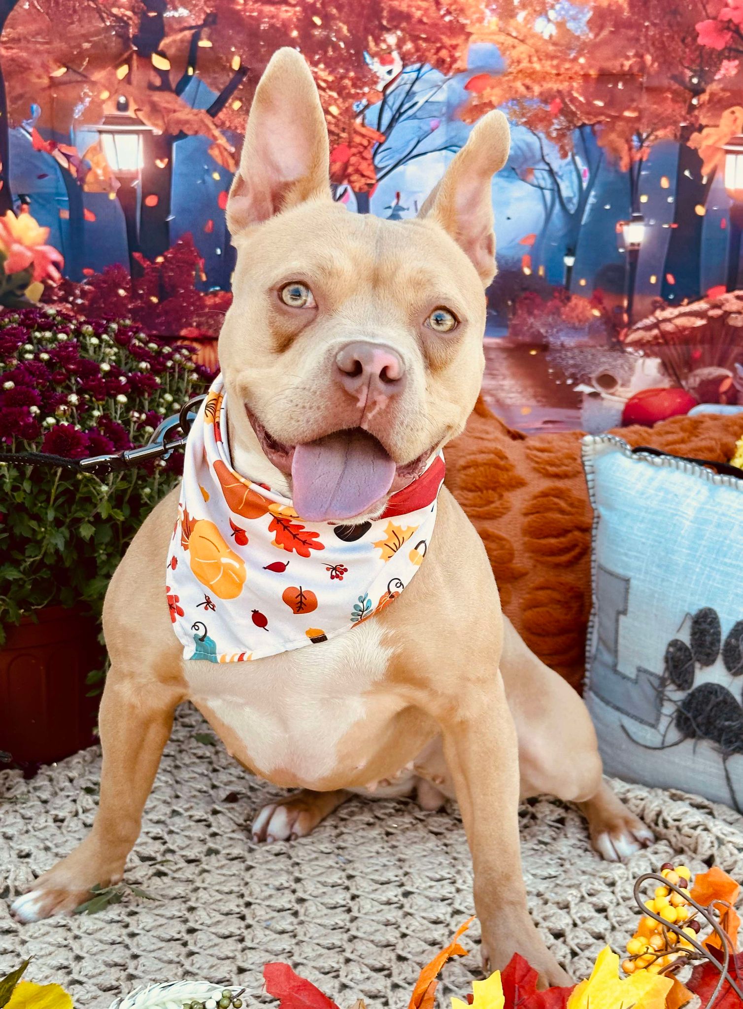 Meesha, a Adoptable Pit Bull Terrier in Effingham, IL image 6/6