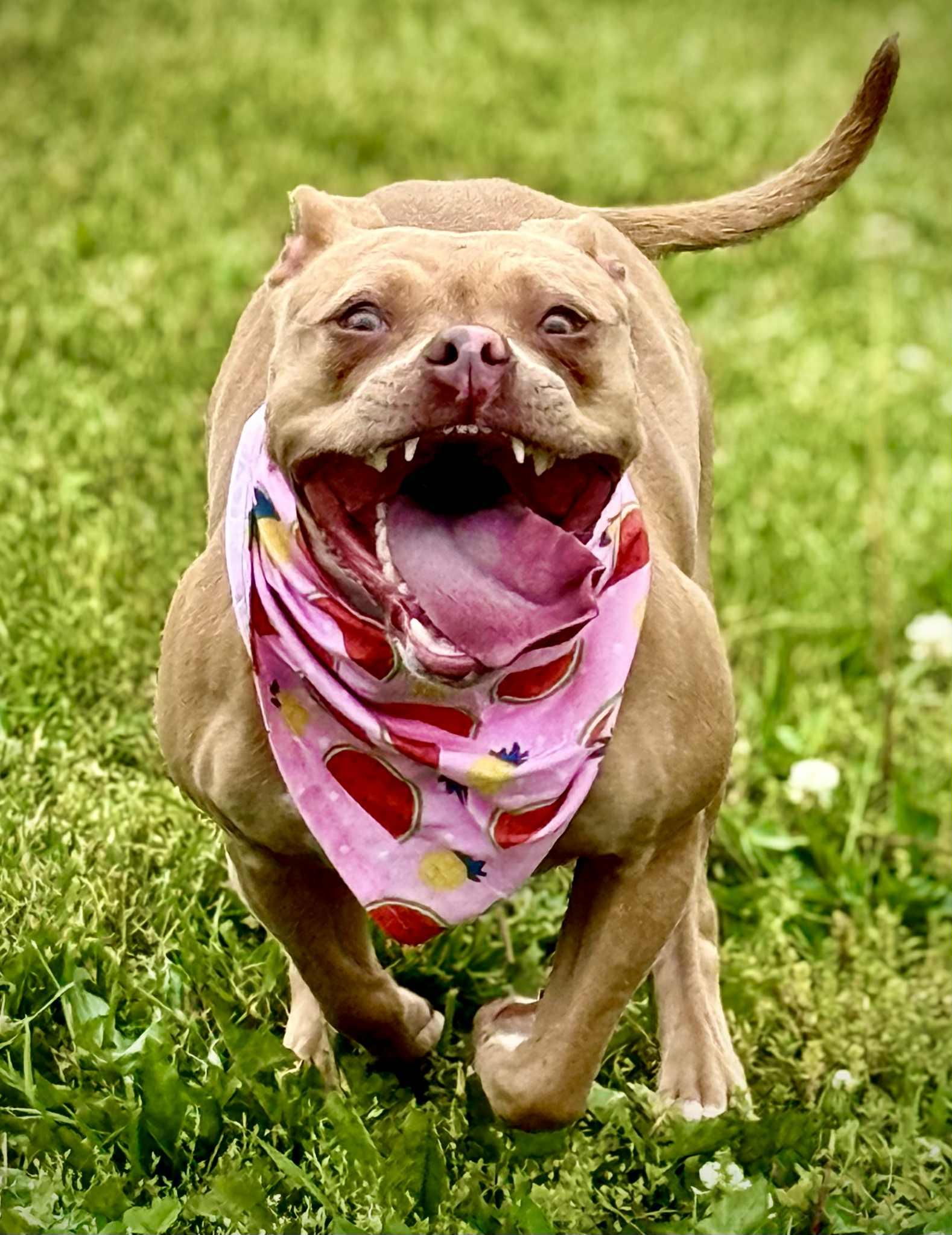 Meesha, a Adoptable Pit Bull Terrier in Effingham, IL image 2/6