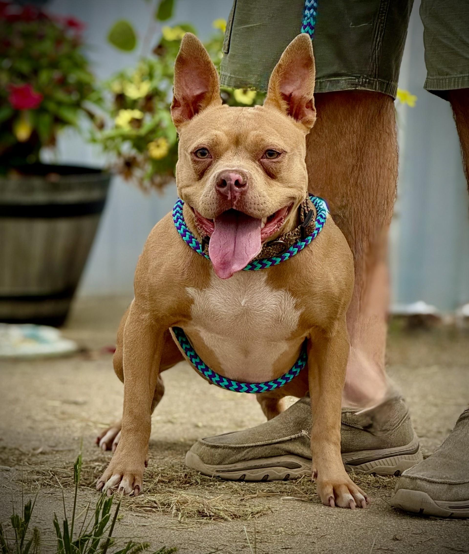 Meesha, a Adoptable Pit Bull Terrier in Effingham, IL image 3/6