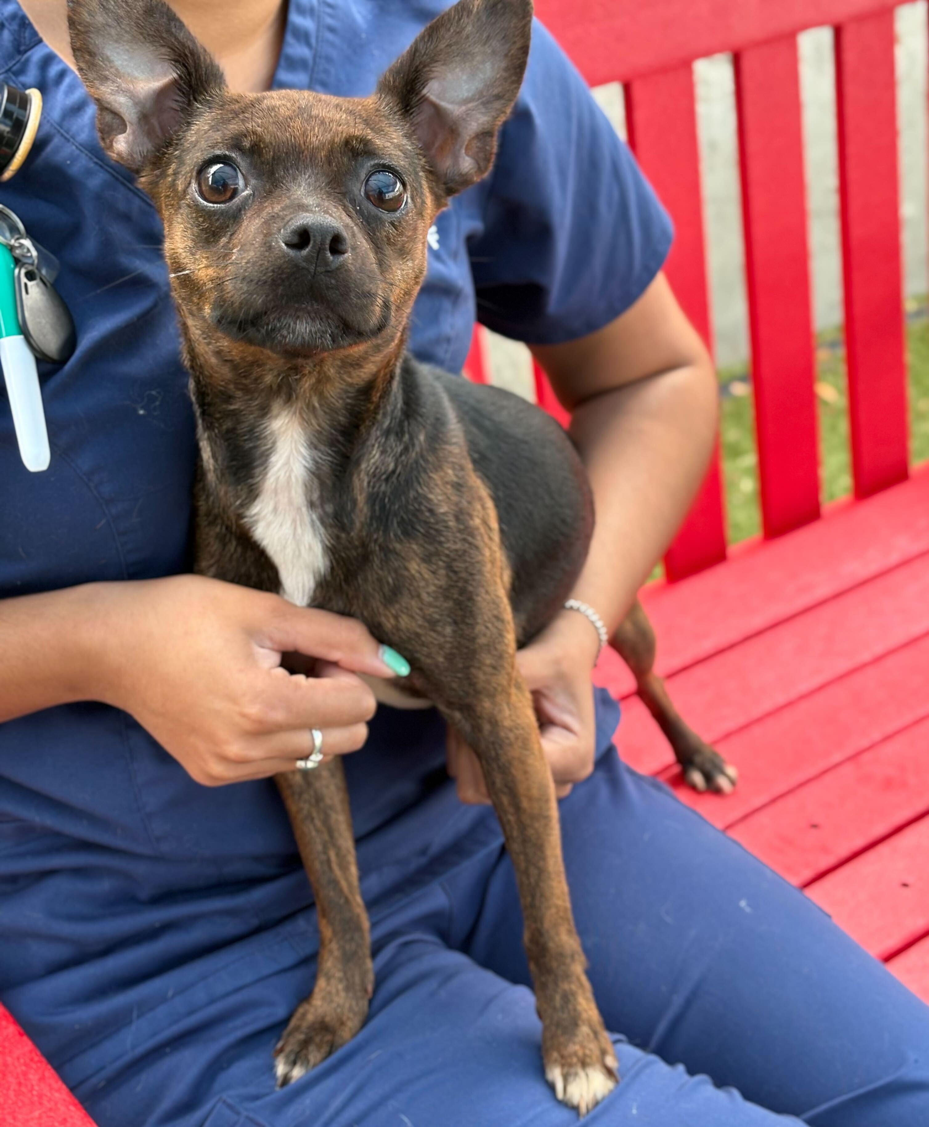 Sadie, a Adoptable mixed breed in Portland, ME image 4/5