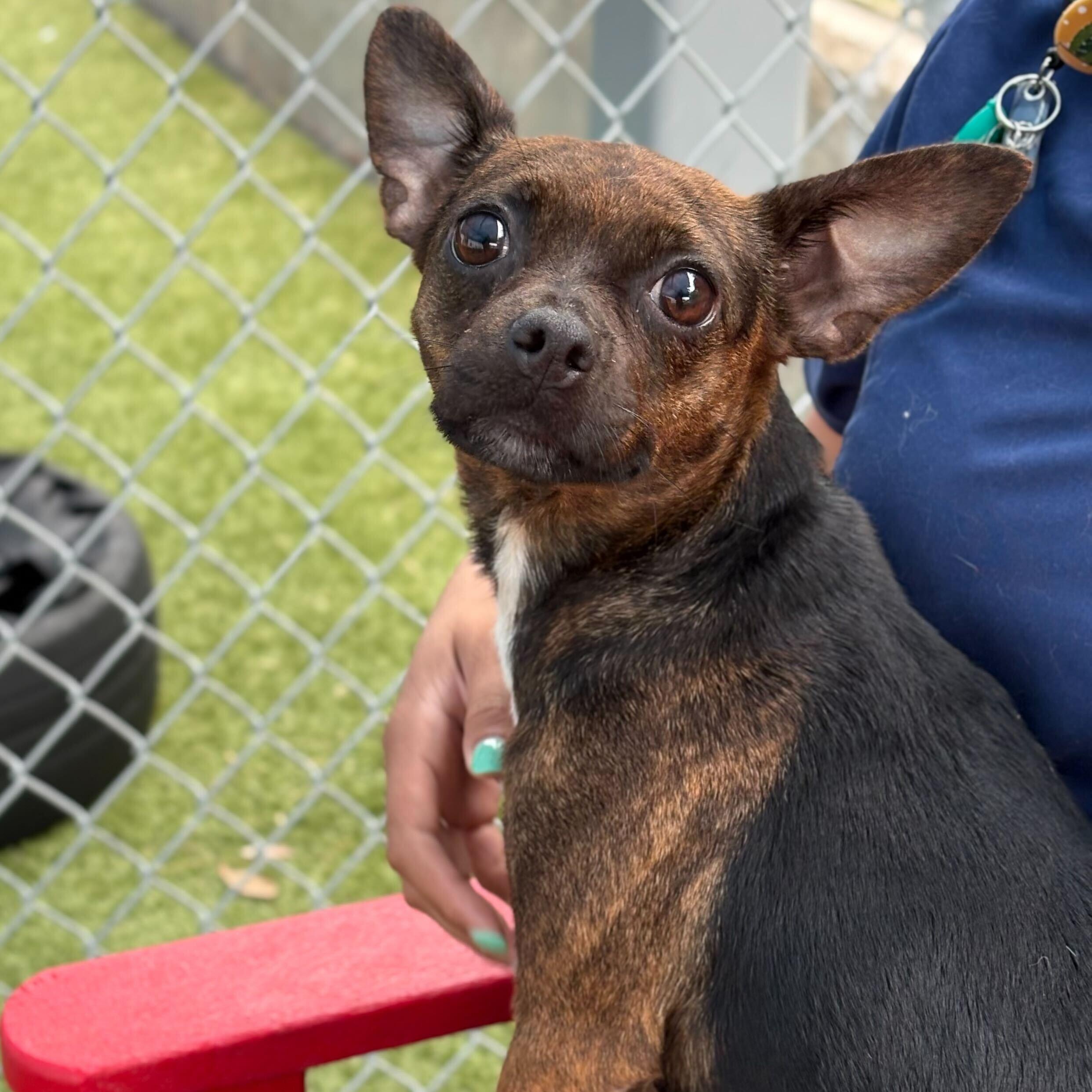 Sadie, a Adoptable mixed breed in Portland, ME image 5/5