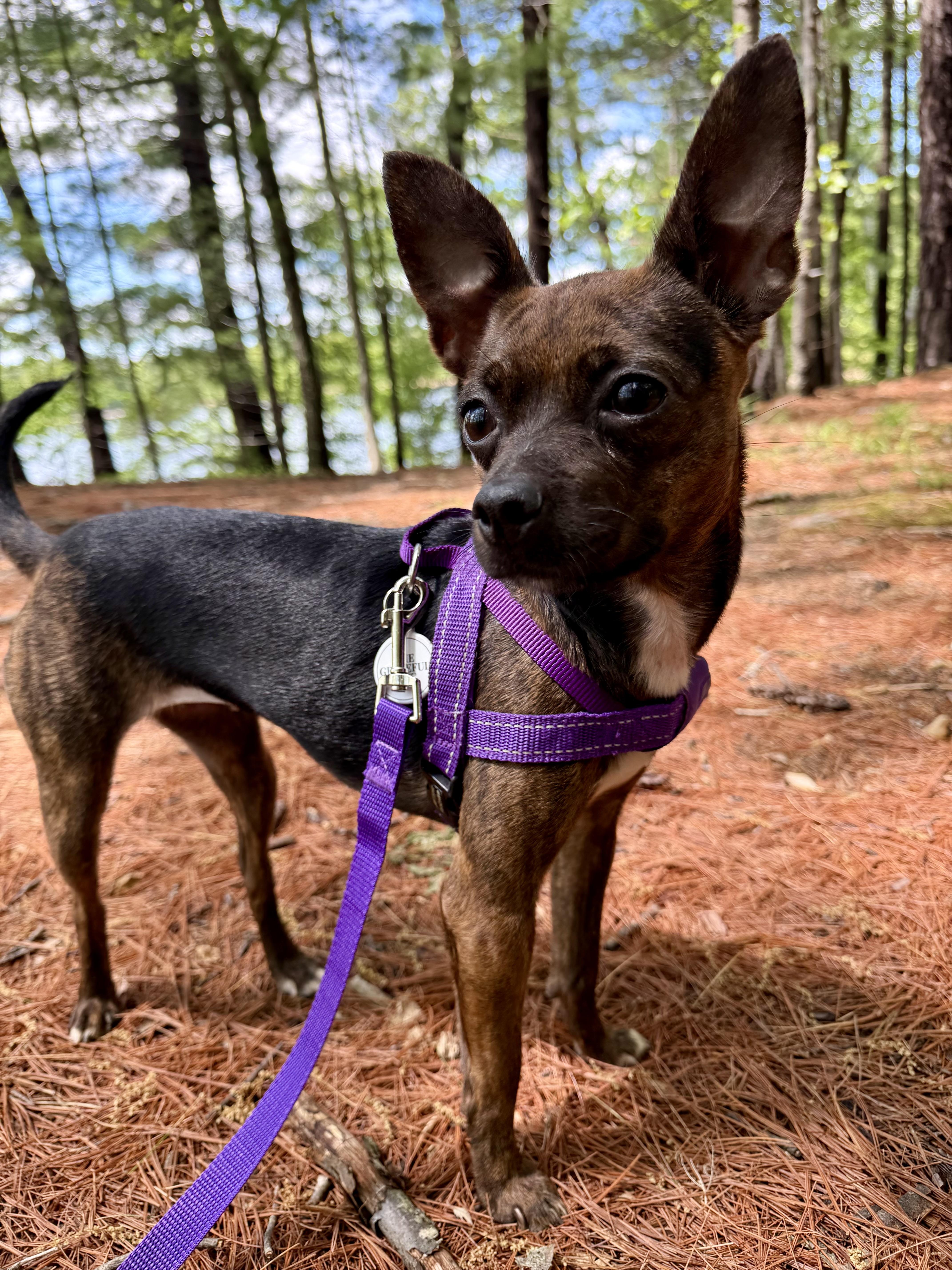 Sadie, Adoptable, Adult Female Chihuahua.