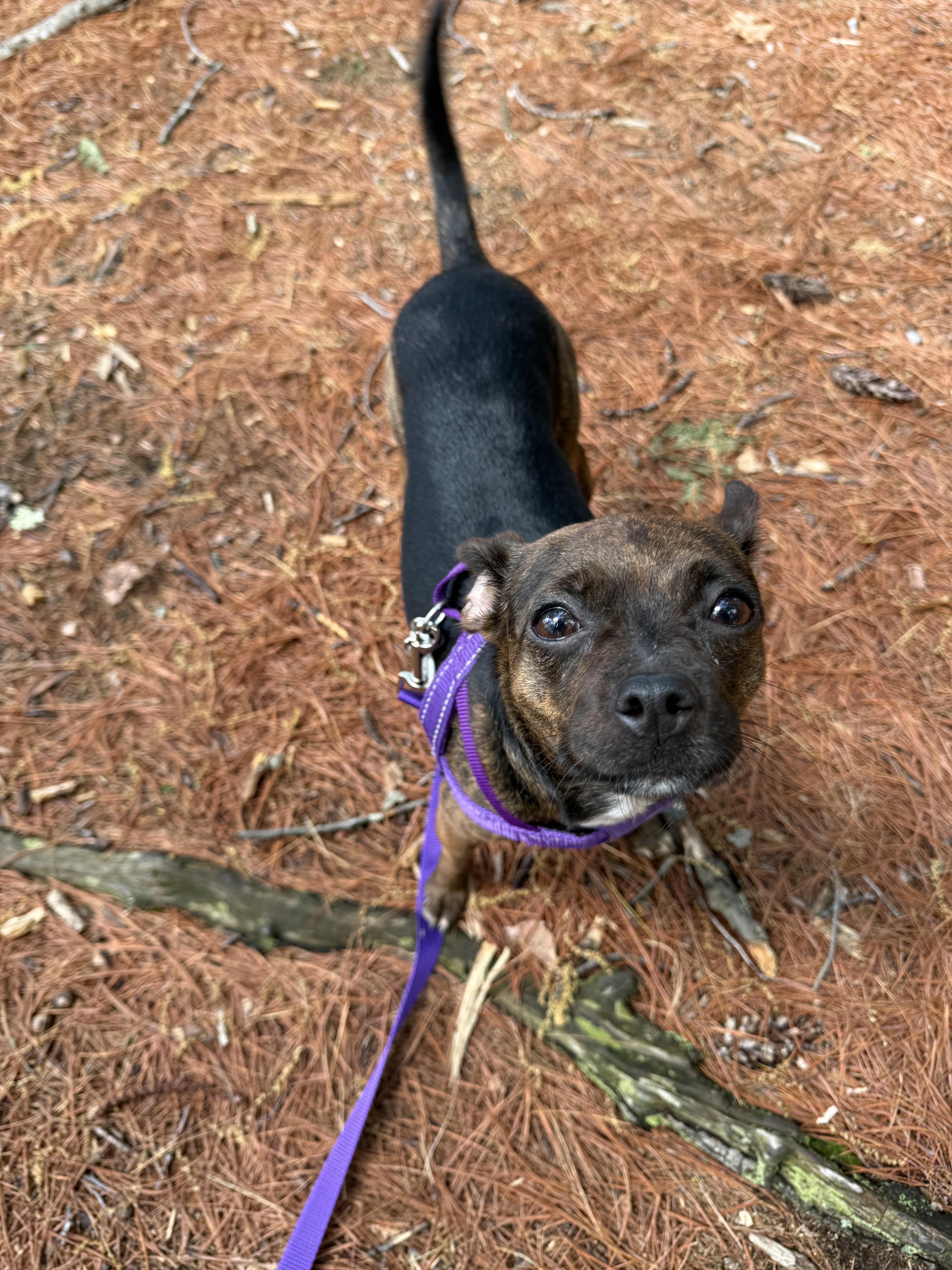 Sadie, a Adoptable mixed breed in Portland, ME image 3/5