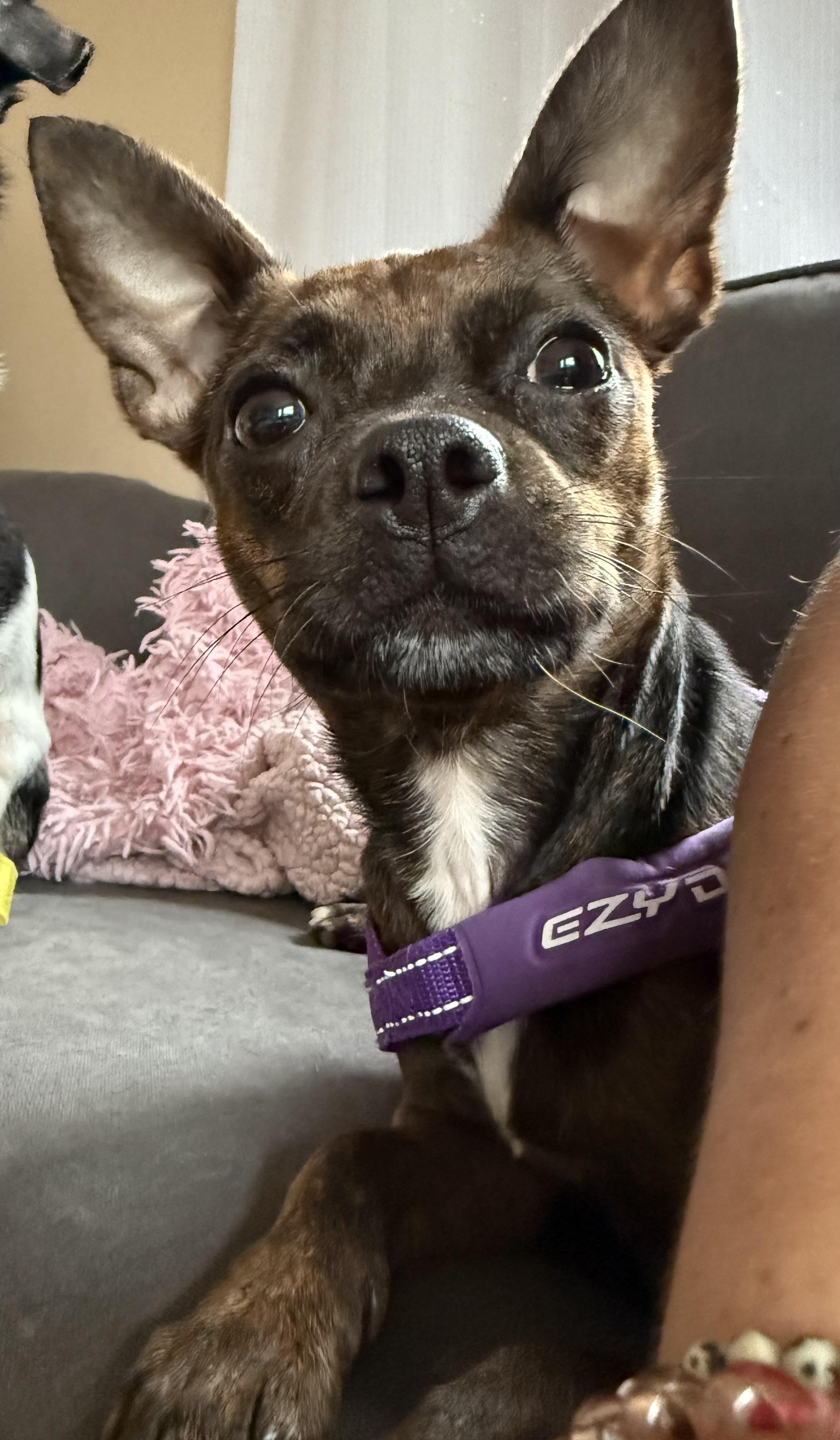 Sadie, a Adoptable mixed breed in Portland, ME image 2/5
