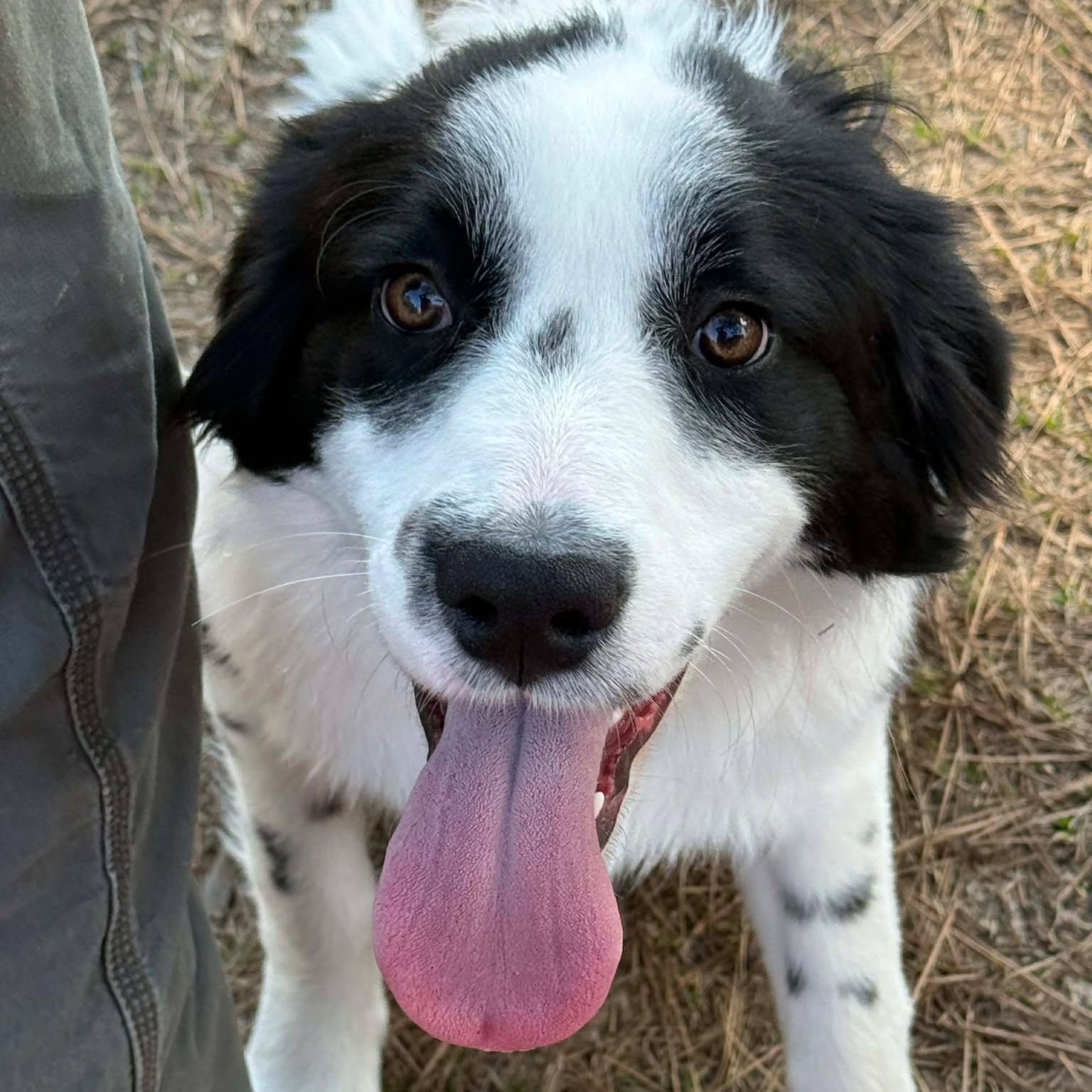 Cash, Adoptable, Young Male Border Collie & Golden Retriever.