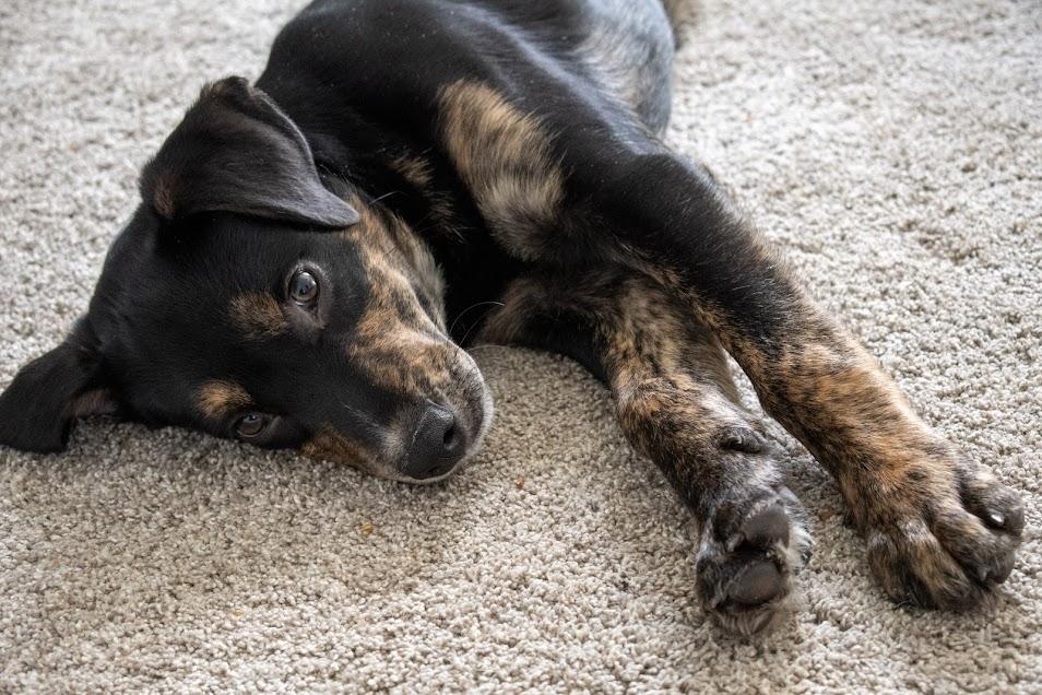 Blaze, a Adoptable mixed breed in Farmington, MN image 3/5