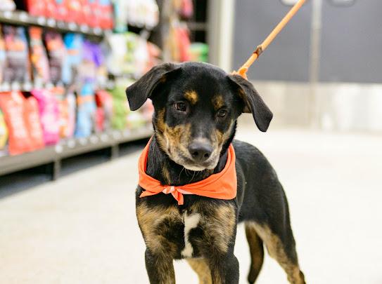 Blaze, a Adoptable mixed breed in Farmington, MN image 5/5