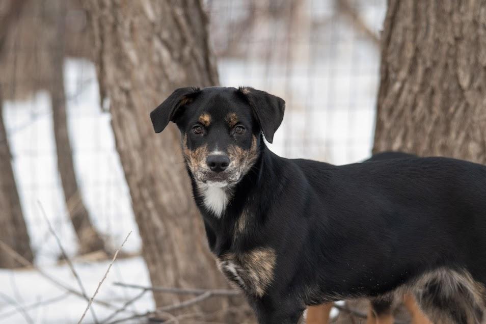 Blaze, a Adoptable mixed breed in Farmington, MN image 2/5