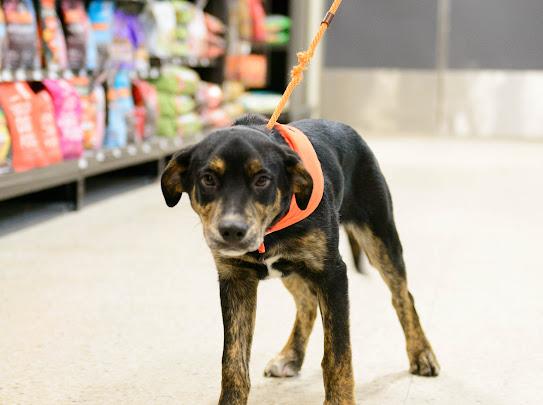 Blaze, a Adoptable mixed breed in Farmington, MN image 4/5