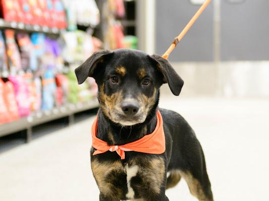 Blaze, a Adoptable mixed breed in Farmington, MN image 1/5
