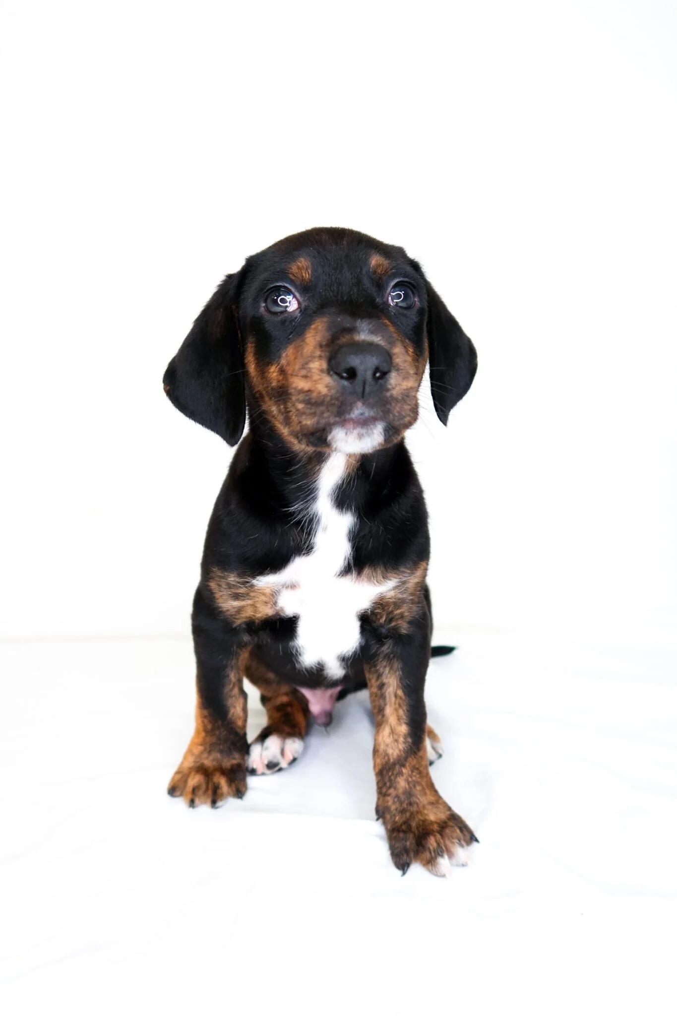 Jon Snow, Adoptable, Puppy Male Rhodesian Ridgeback & Australian Cattle Dog / Blue Heeler.