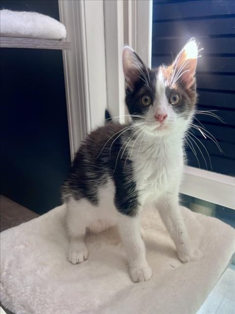 Enlarge BEE, a Adoptable Domestic Short Hair in Hagerstown, MD image 1/1
