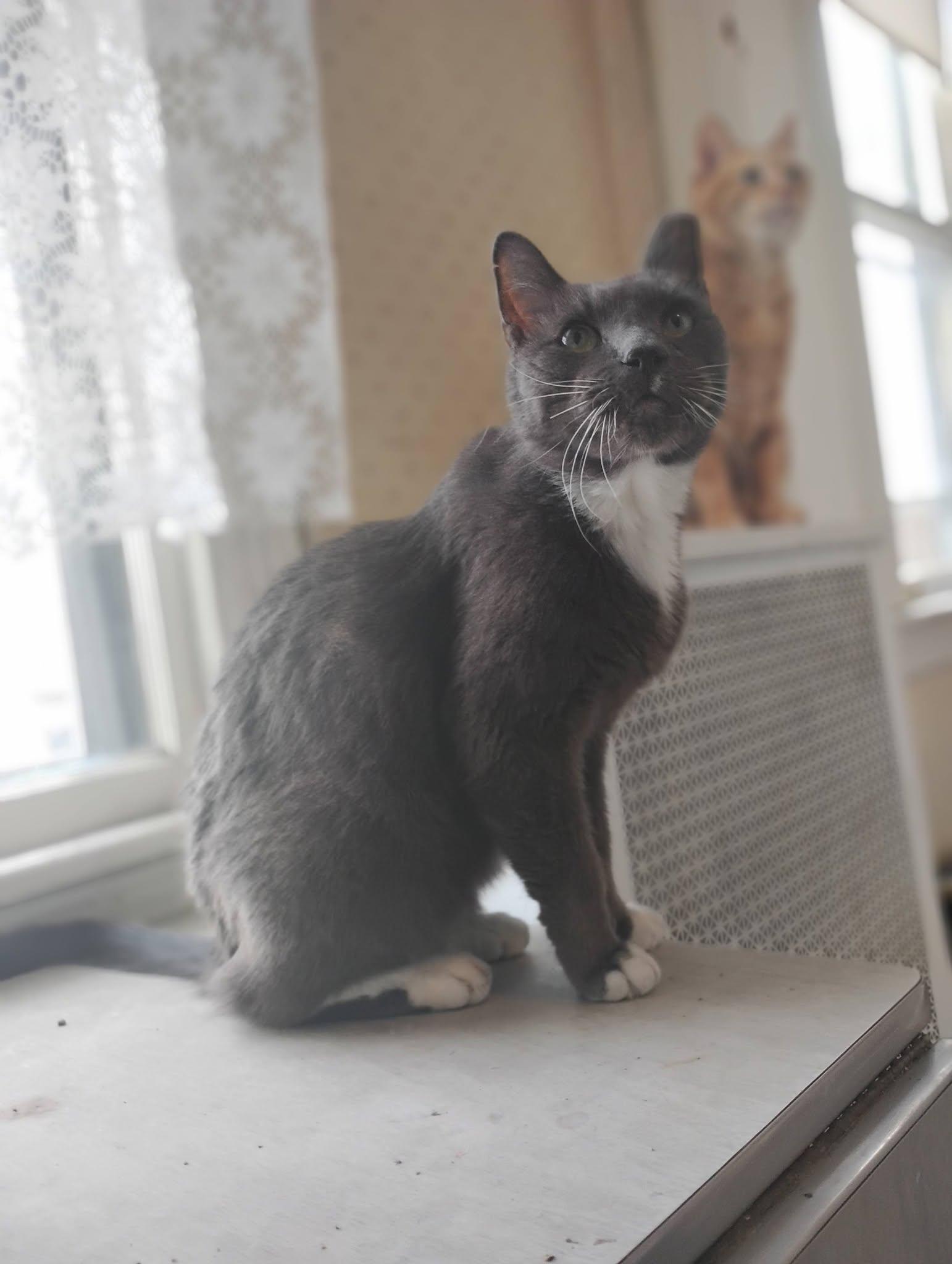 Enlarge The Great and AMAZING OZ, a Adoptable mixed breed in Jersey City , NJ image 4/6