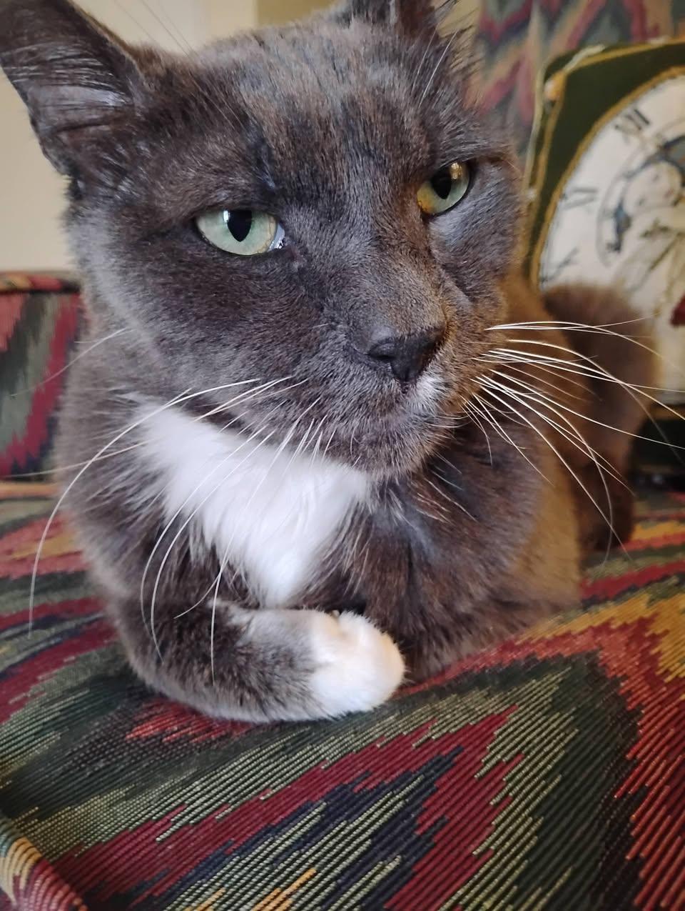 Enlarge The Great and AMAZING OZ, a Adoptable mixed breed in Jersey City , NJ image 2/6