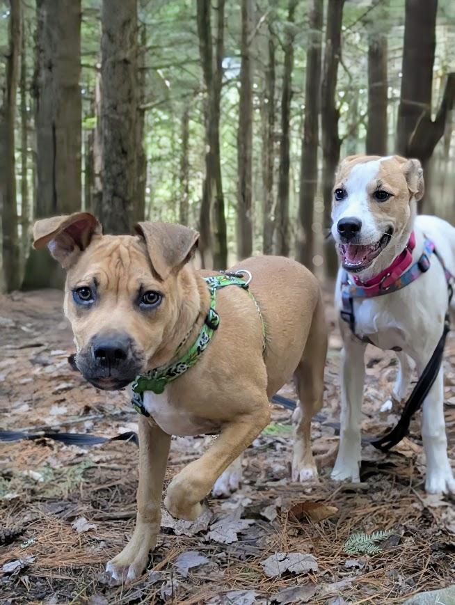 Enlarge MIKEY, a ADOPTABLE mixed breed in Essex Junction, VT image 2/8
