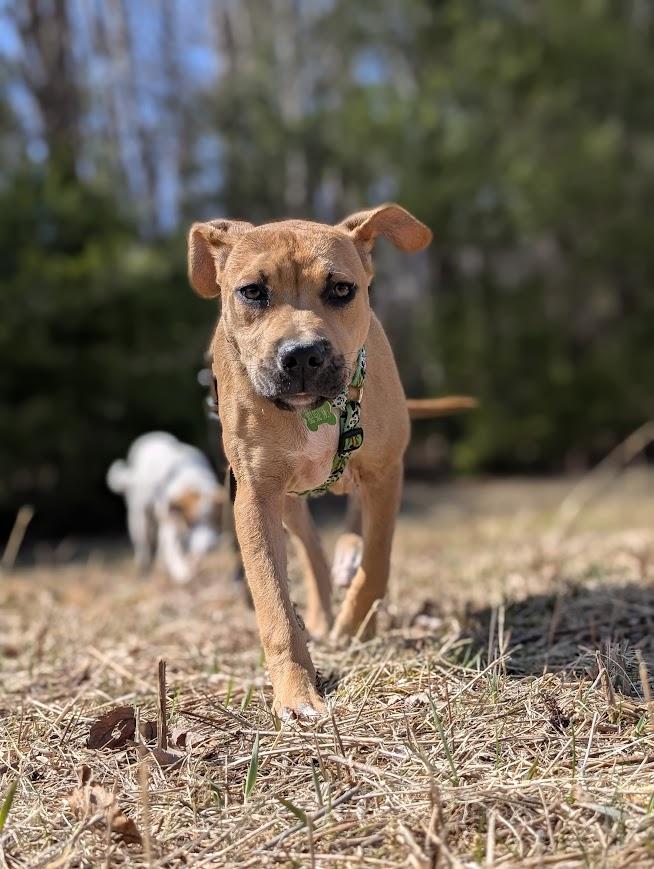 Enlarge MIKEY, a ADOPTABLE mixed breed in Essex Junction, VT image 3/8