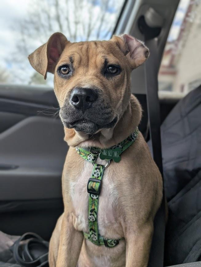 Enlarge MIKEY, a ADOPTABLE mixed breed in Essex Junction, VT image 4/8