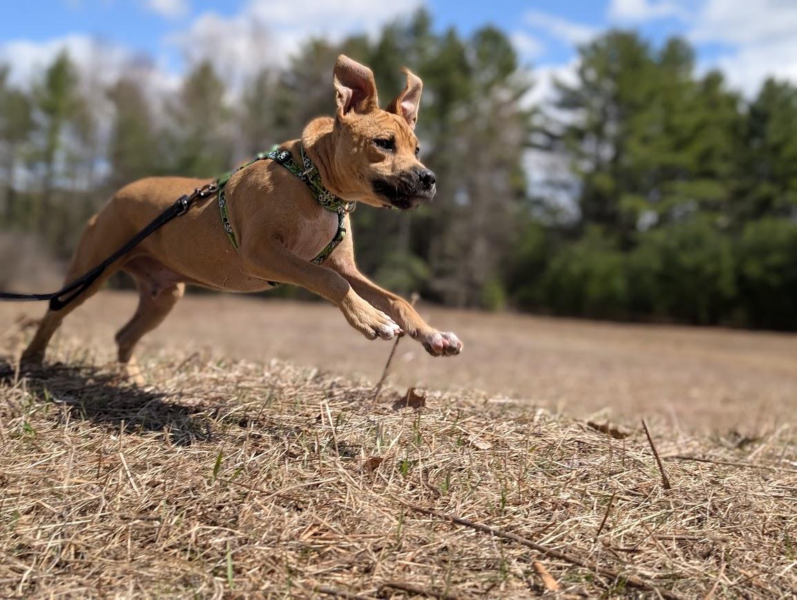 Enlarge MIKEY, a ADOPTABLE mixed breed in Essex Junction, VT image 5/8