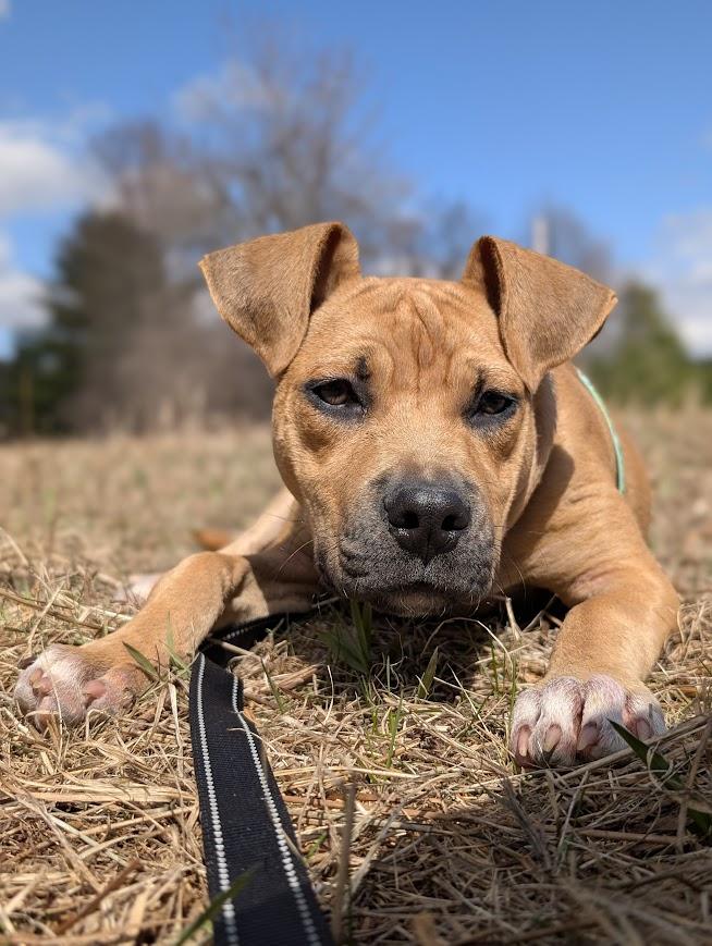 Enlarge MIKEY, a ADOPTABLE mixed breed in Essex Junction, VT image 6/8
