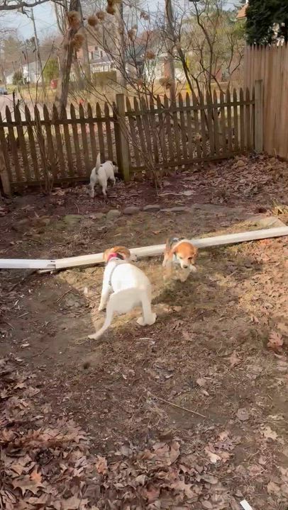 Enlarge MIKEY, a ADOPTABLE mixed breed in Essex Junction, VT video 7/8