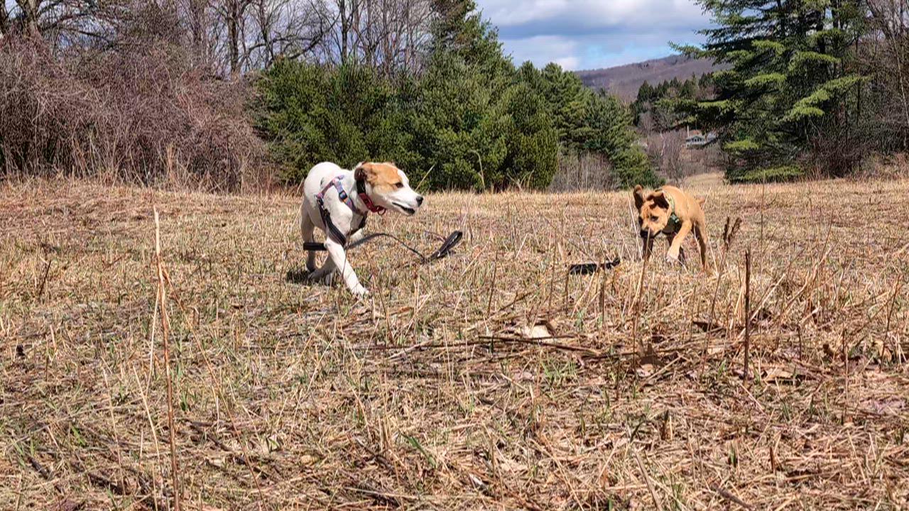 Enlarge MIKEY, a ADOPTABLE mixed breed in Essex Junction, VT video 8/8