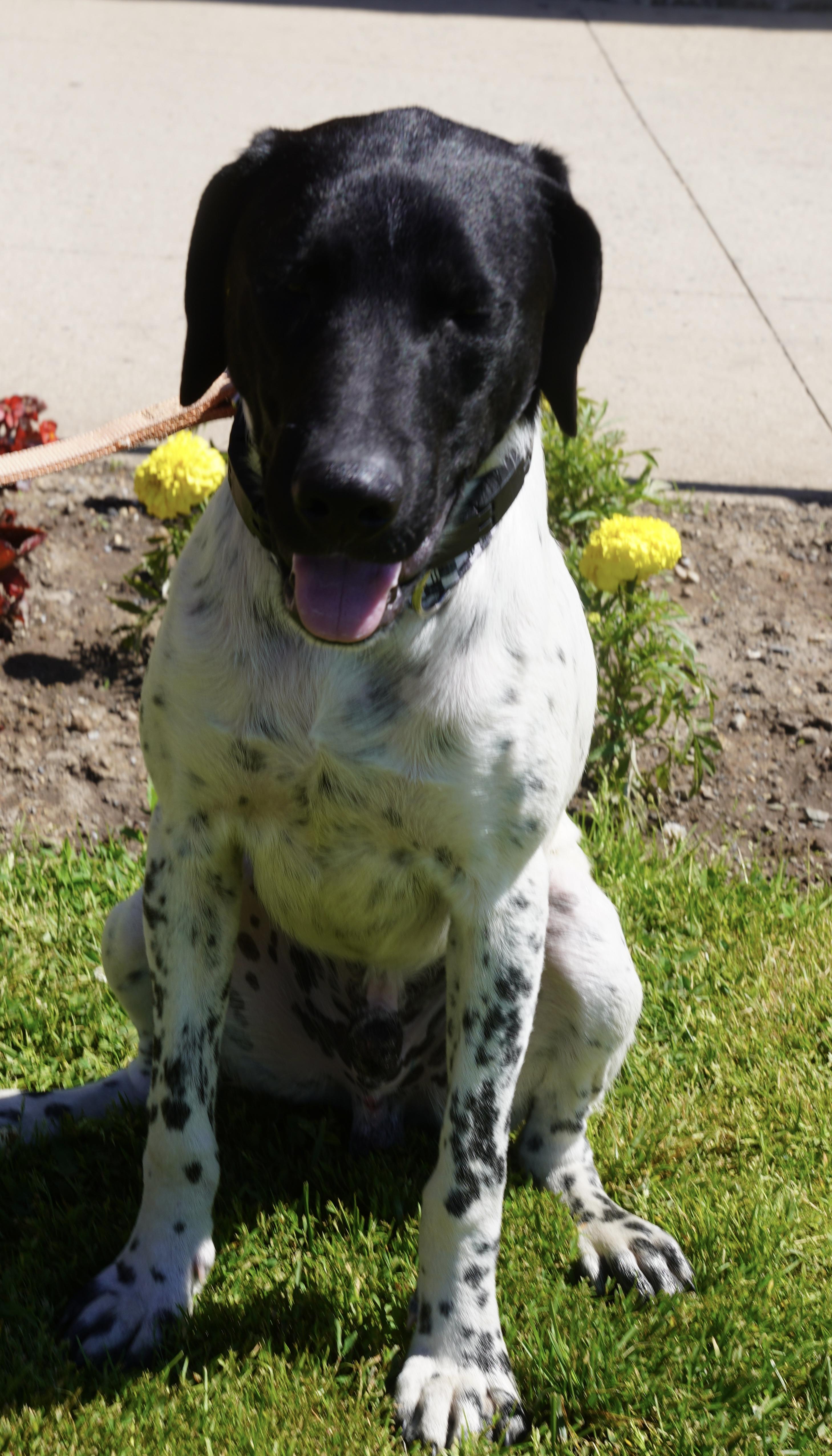 Leo, a ADOPTABLE German Shorthaired Pointer in Pottsville, PA image 2/2