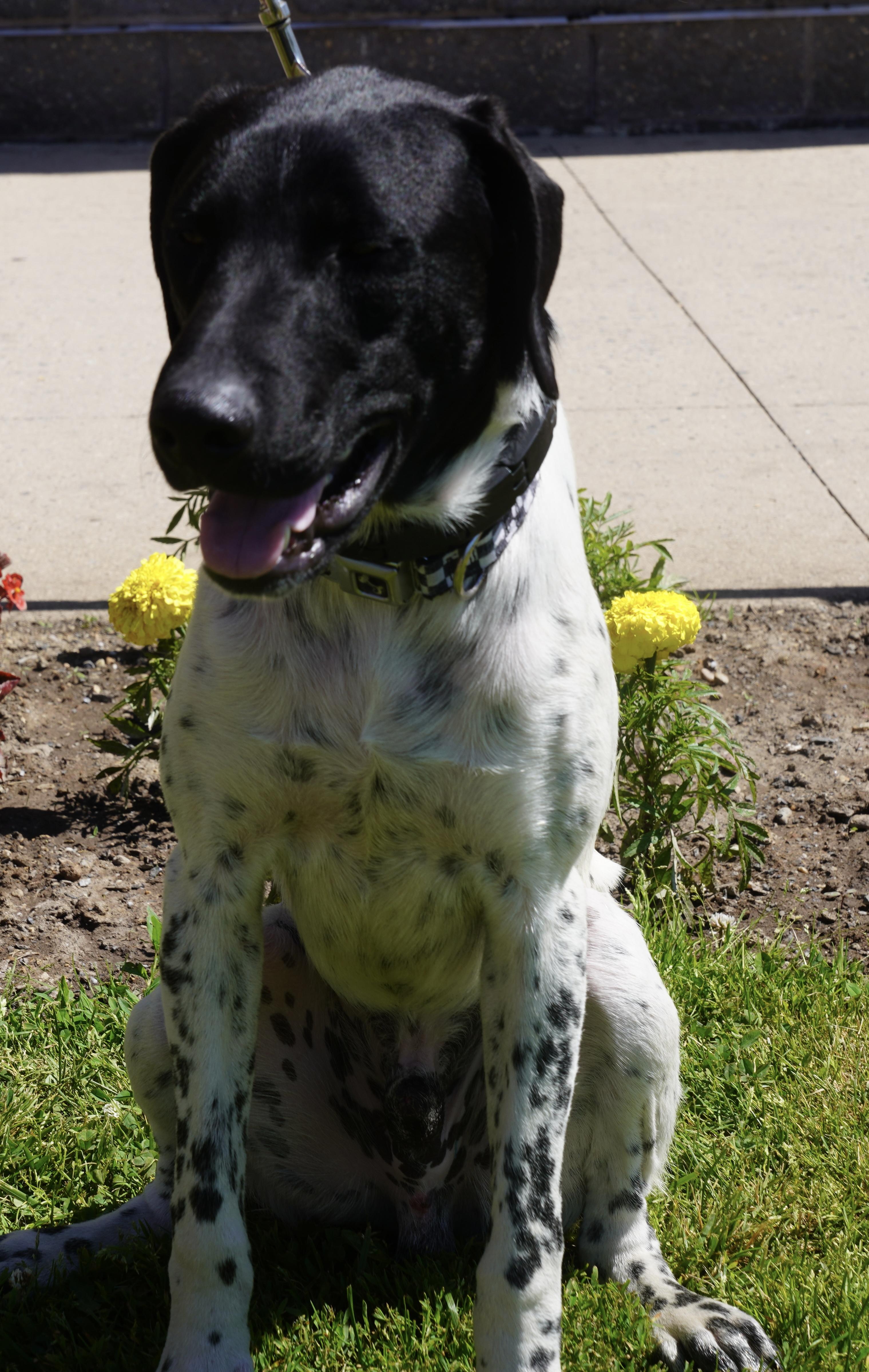Leo, ADOPTABLE, Young Male German Shorthaired Pointer.